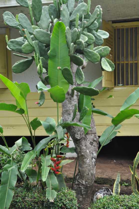 04 indo2010-17