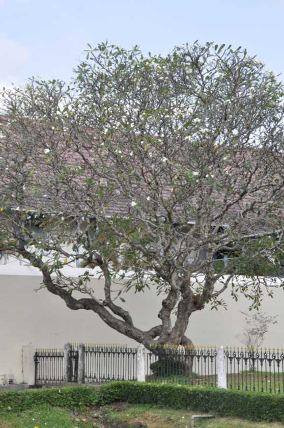 06 indo2010-61