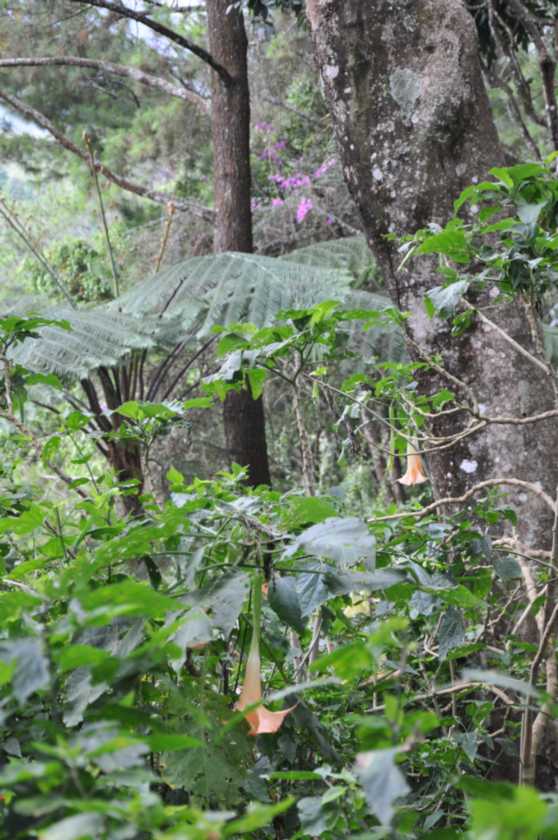 07 indo2010-076