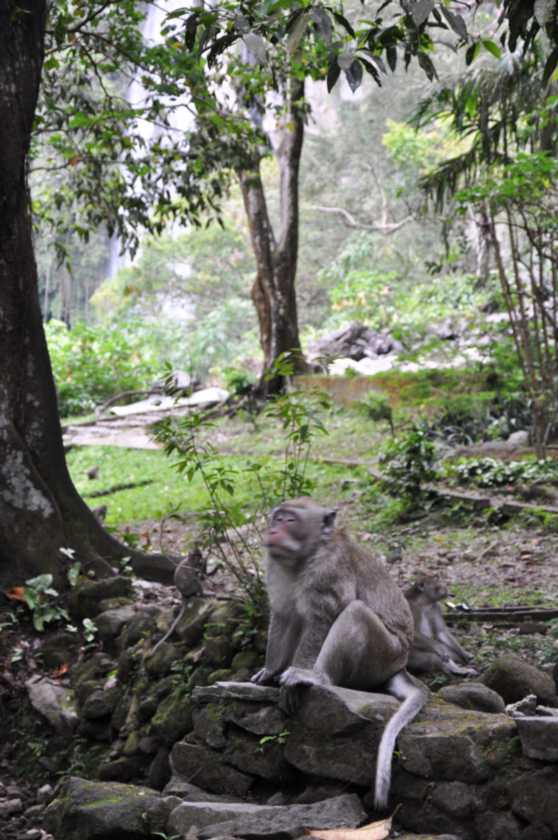 07 indo2010-077