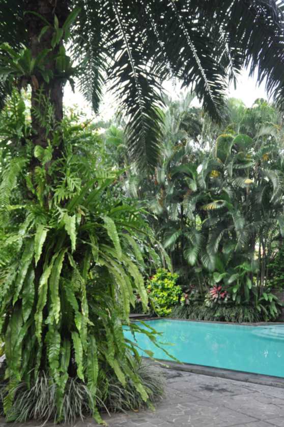 07 indo2010-110