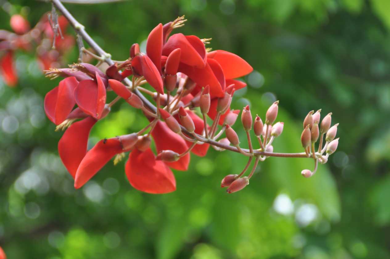 08 indo2010-006