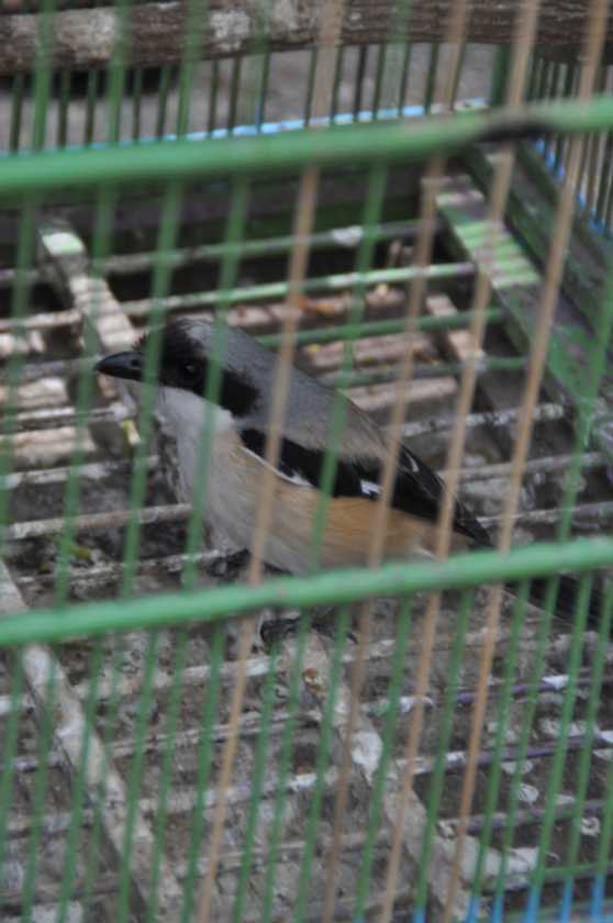 08 indo2010-032
