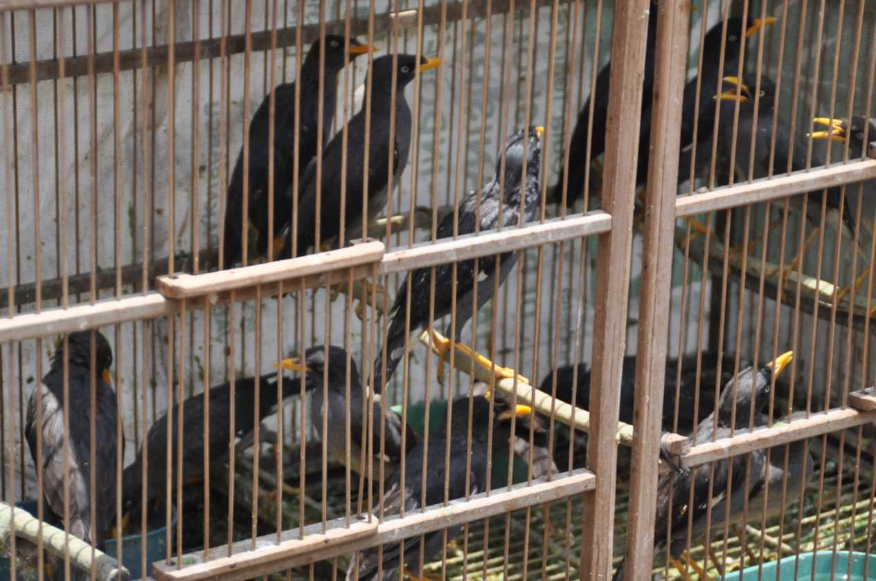 08 indo2010-039
