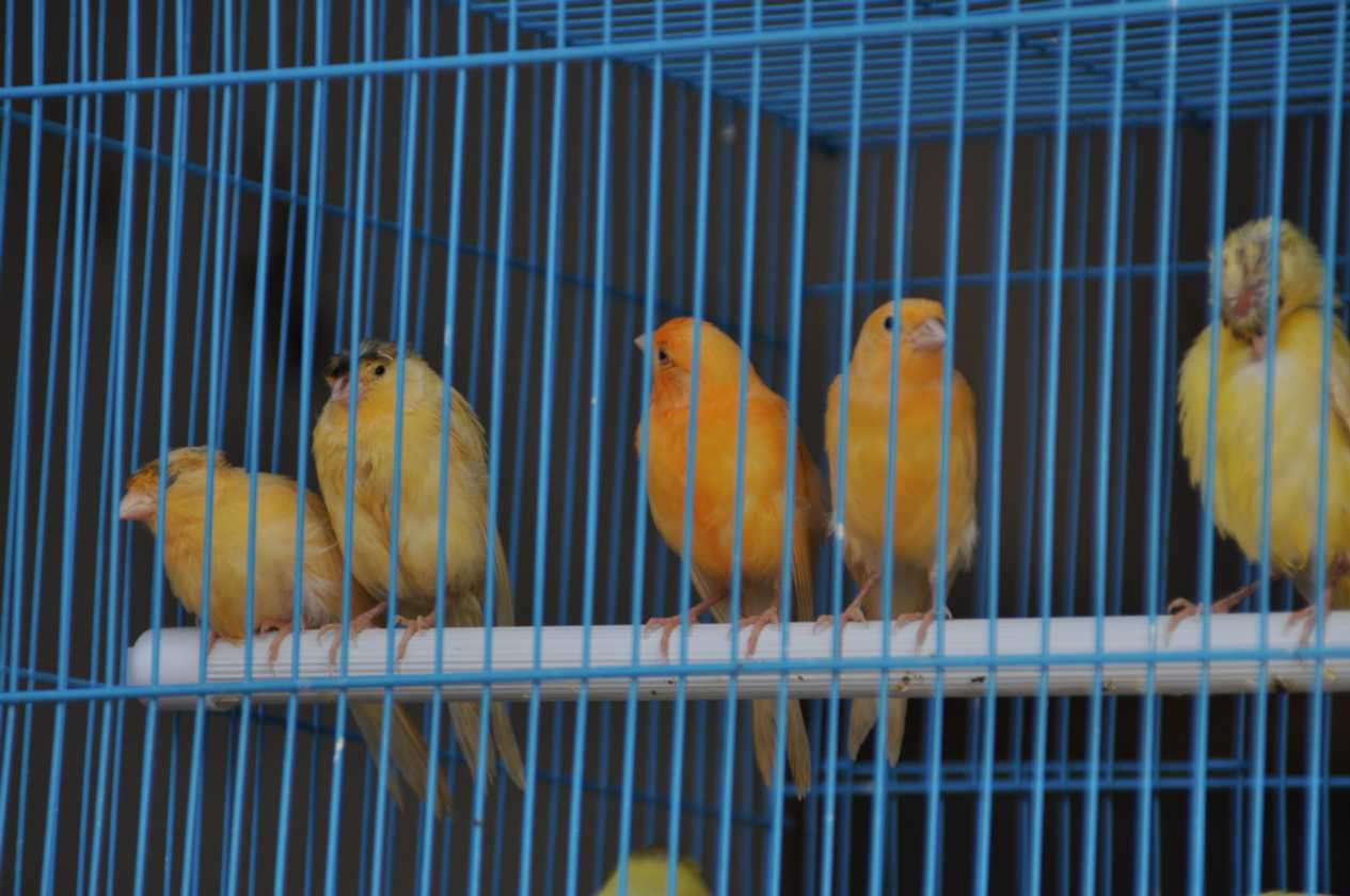 08 indo2010-049