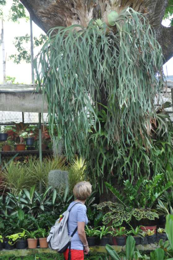 08 indo2010-062