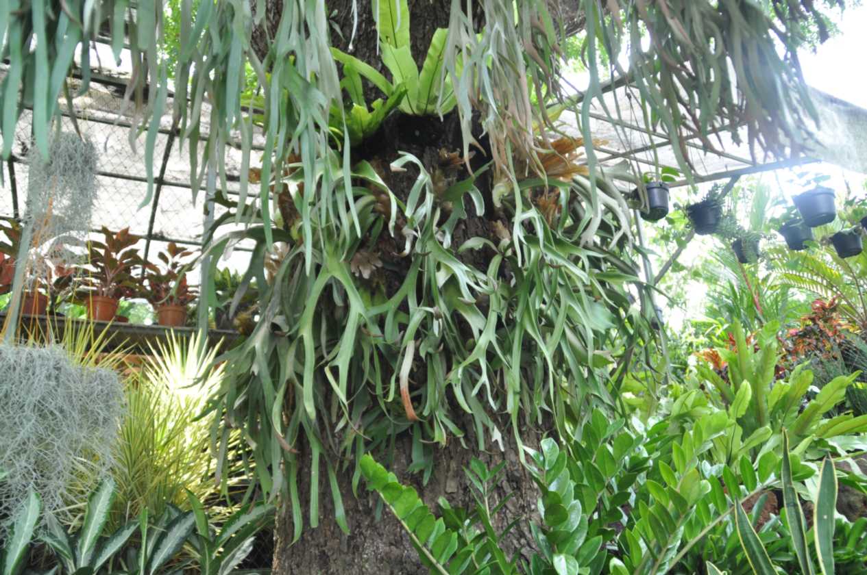 08 indo2010-063