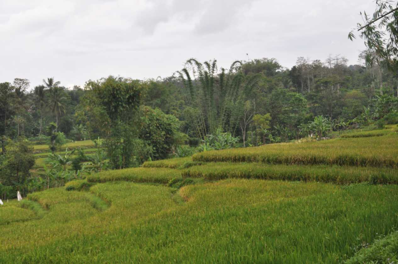 08 indo2010-100