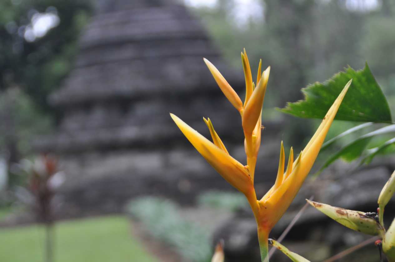 08 indo2010-117