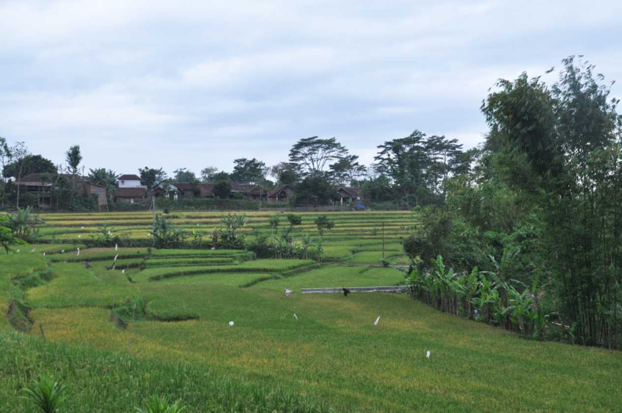 08 indo2010-124