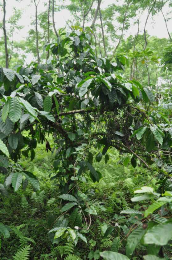 10 indo2010-01