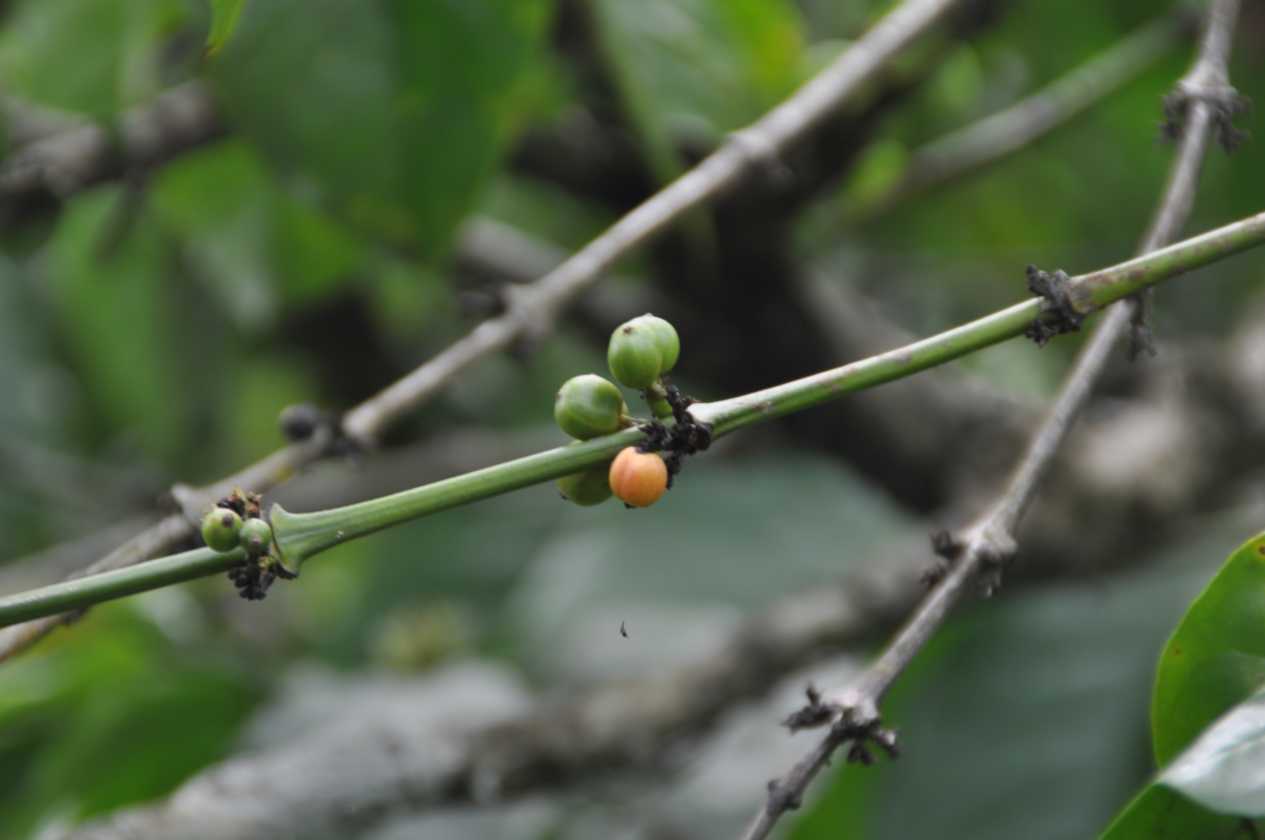 10 indo2010-03