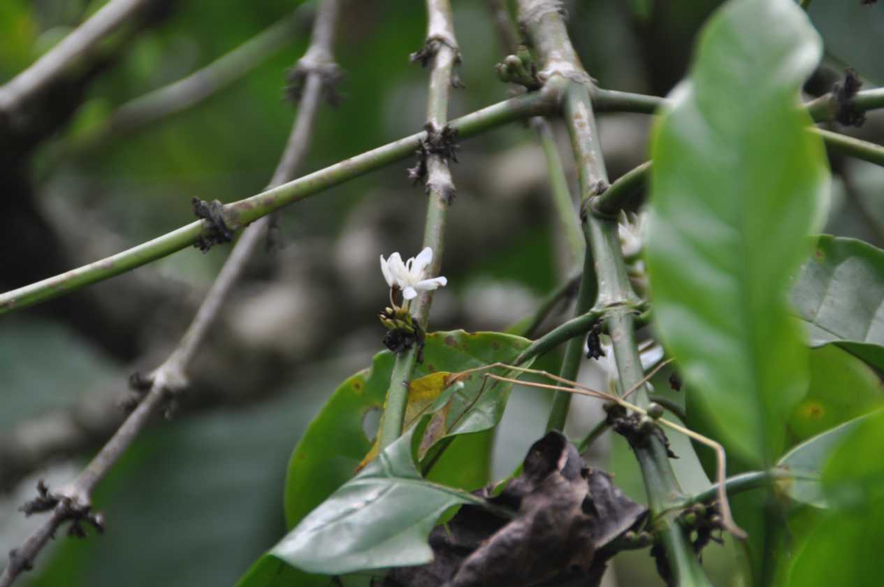 10 indo2010-04