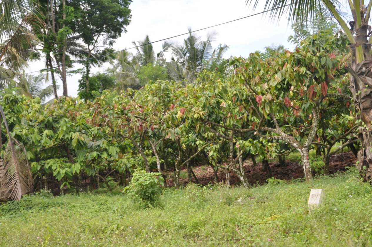 10 indo2010-17