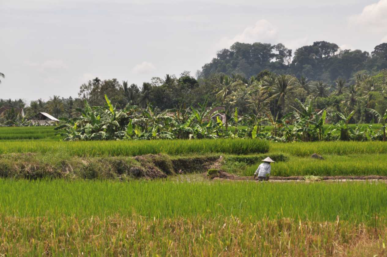 10 indo2010-21