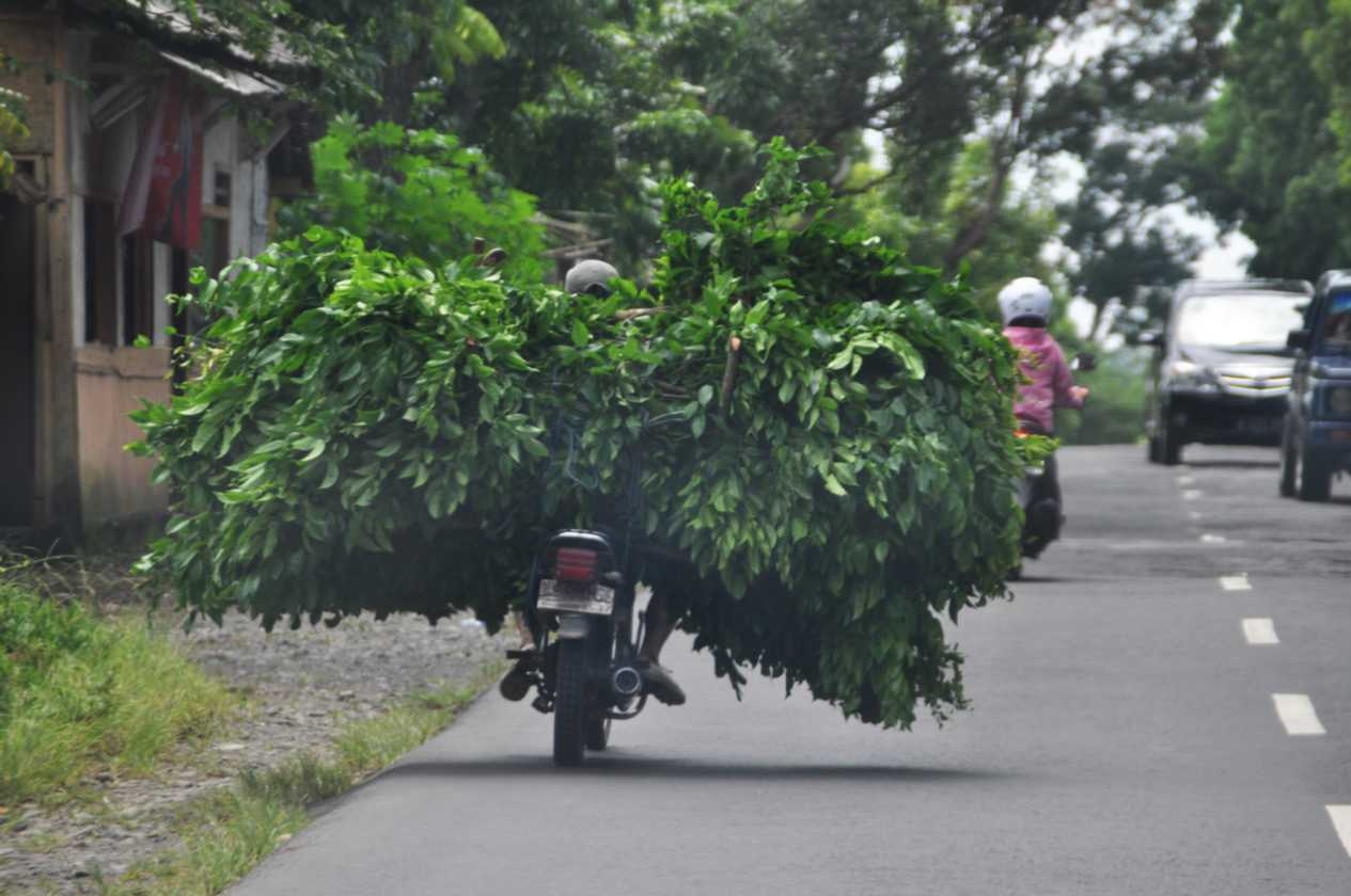 10 indo2010-22