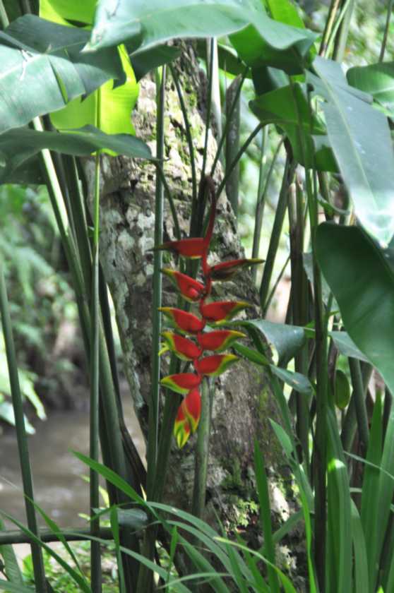11 indo2010-011