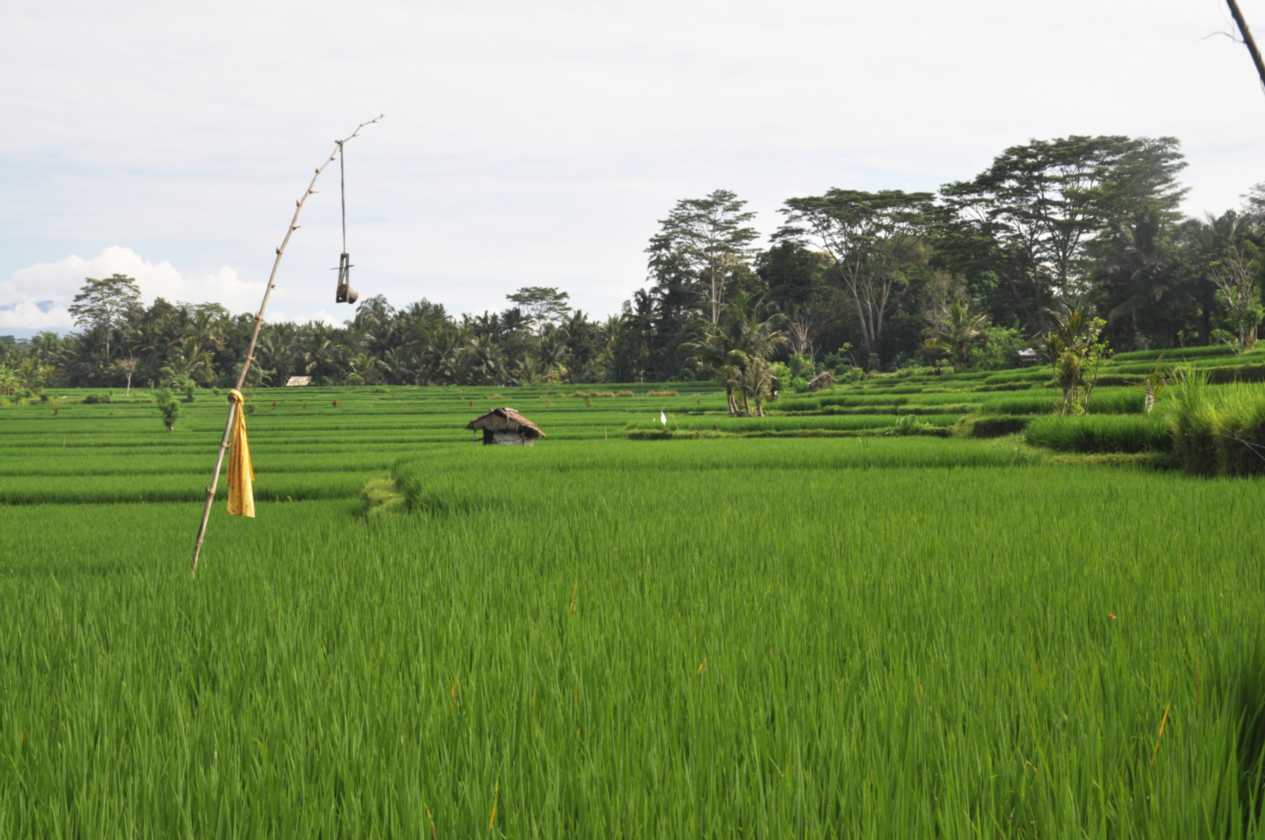11 indo2010-023