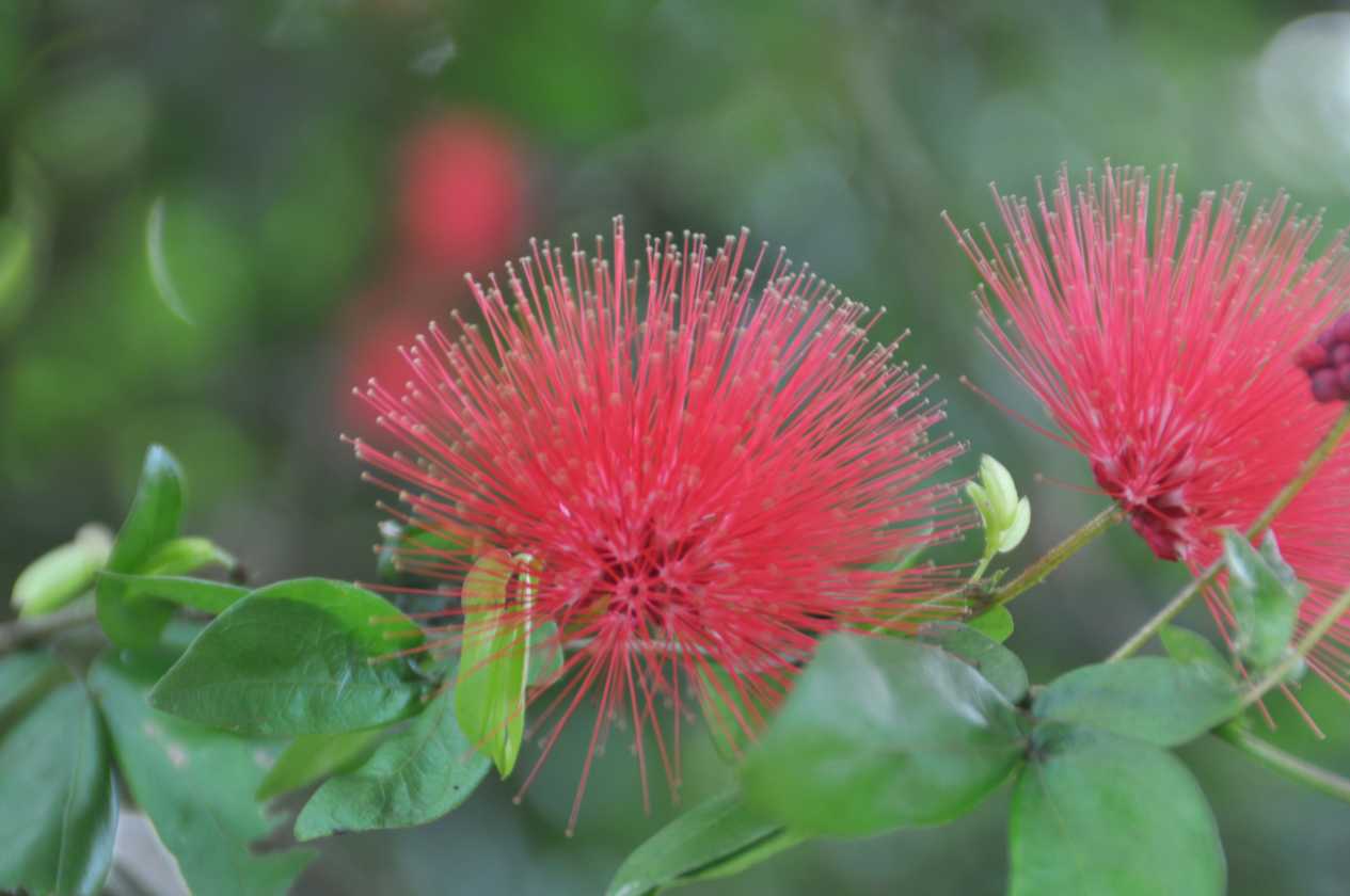 11 indo2010-024