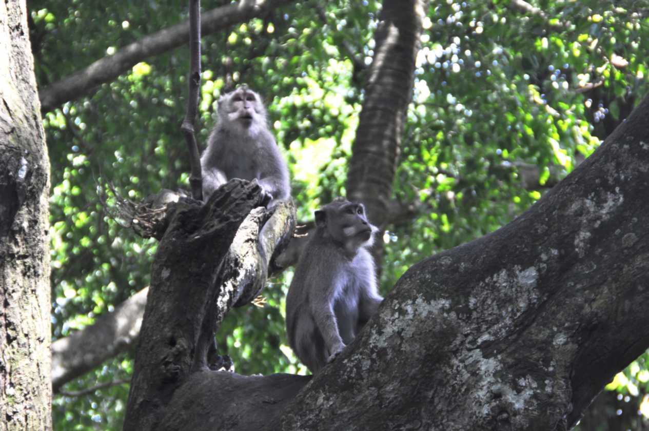 11 indo2010-031