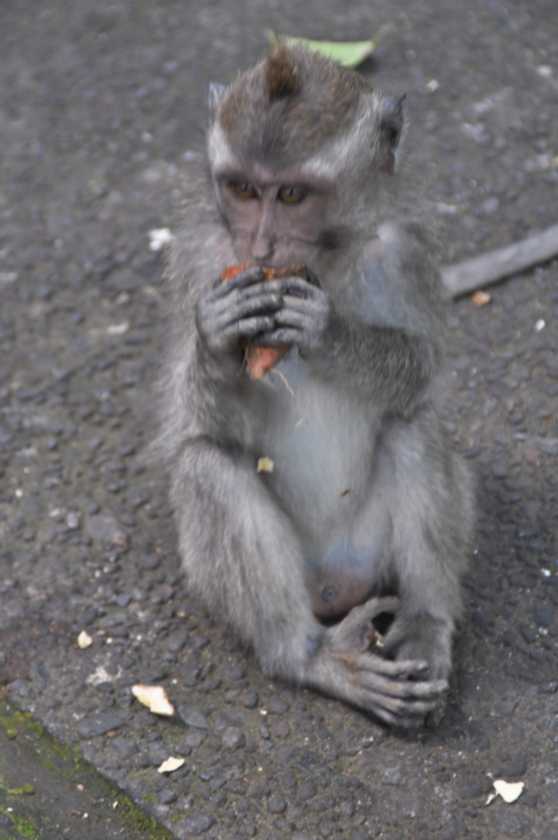 11 indo2010-032