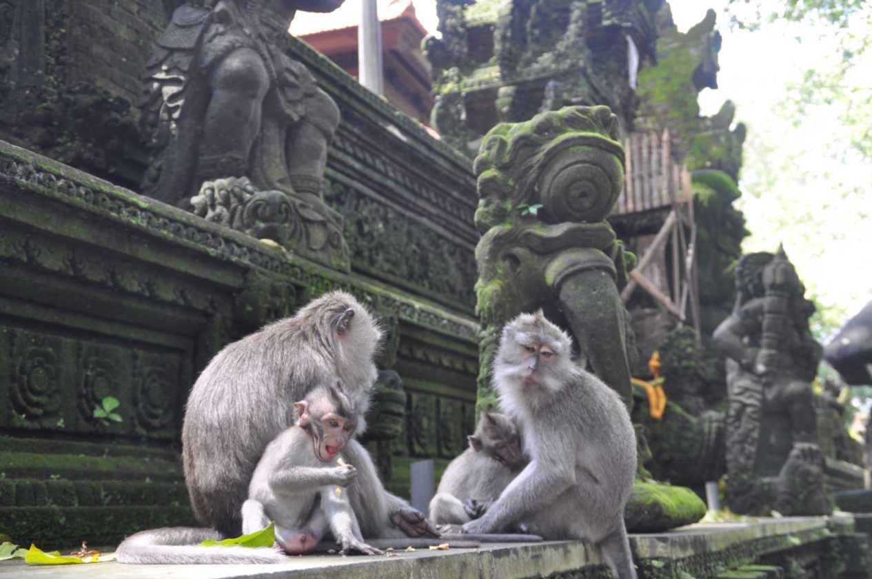 11 indo2010-037