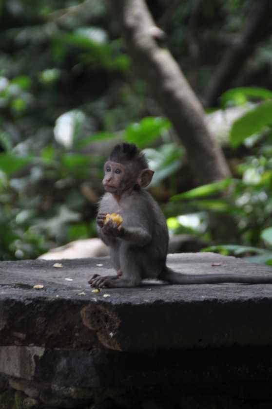 11 indo2010-051