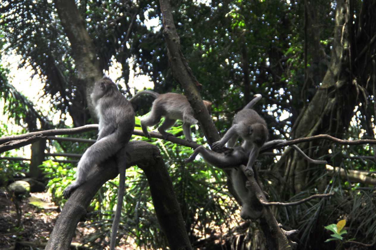11 indo2010-054