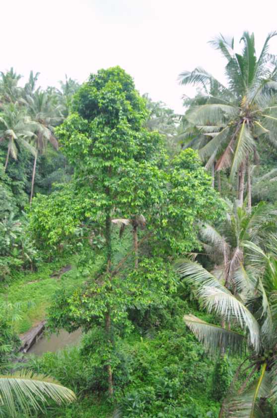 11 indo2010-058