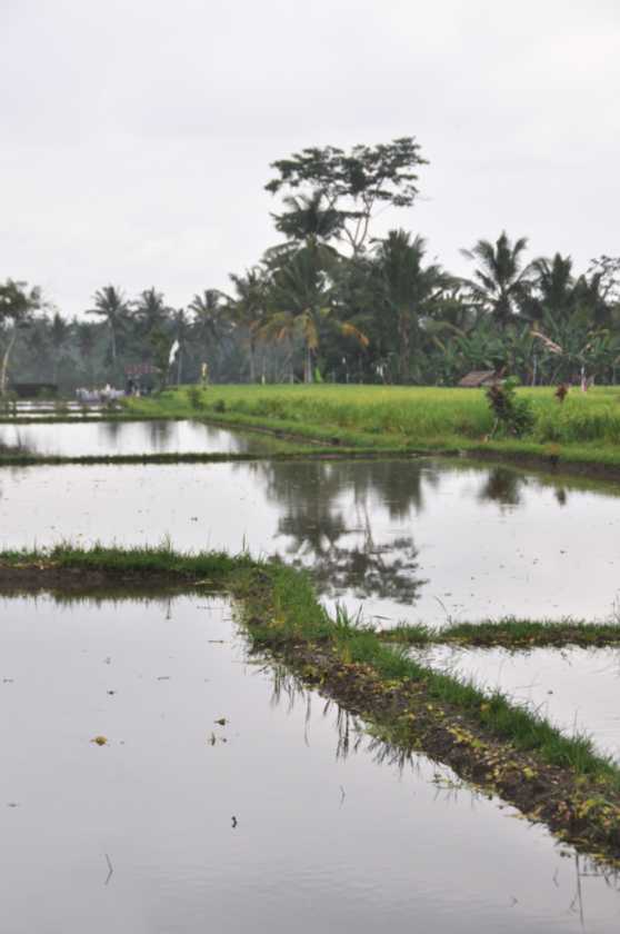 11 indo2010-076