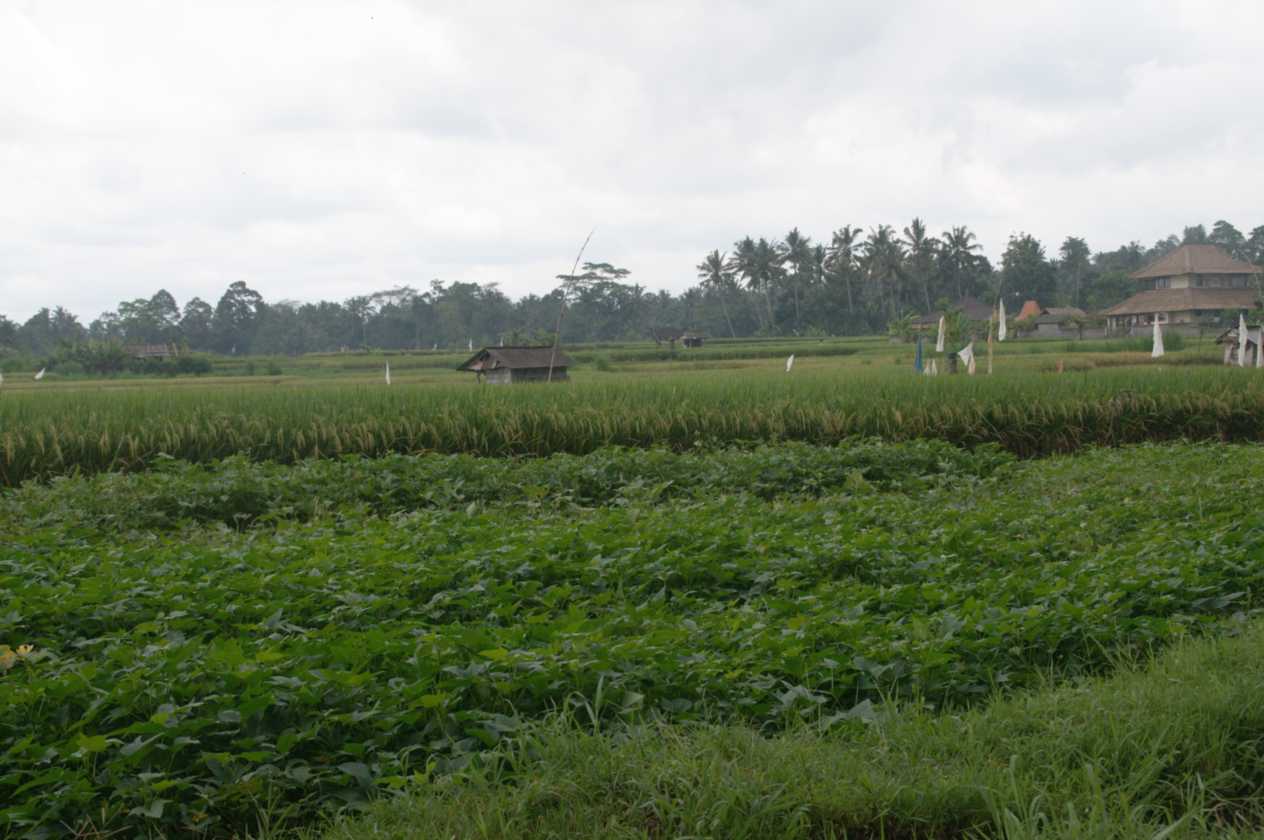 11 indo2010-080