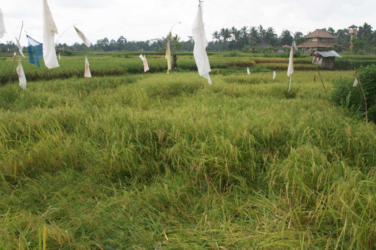 11 indo2010-081