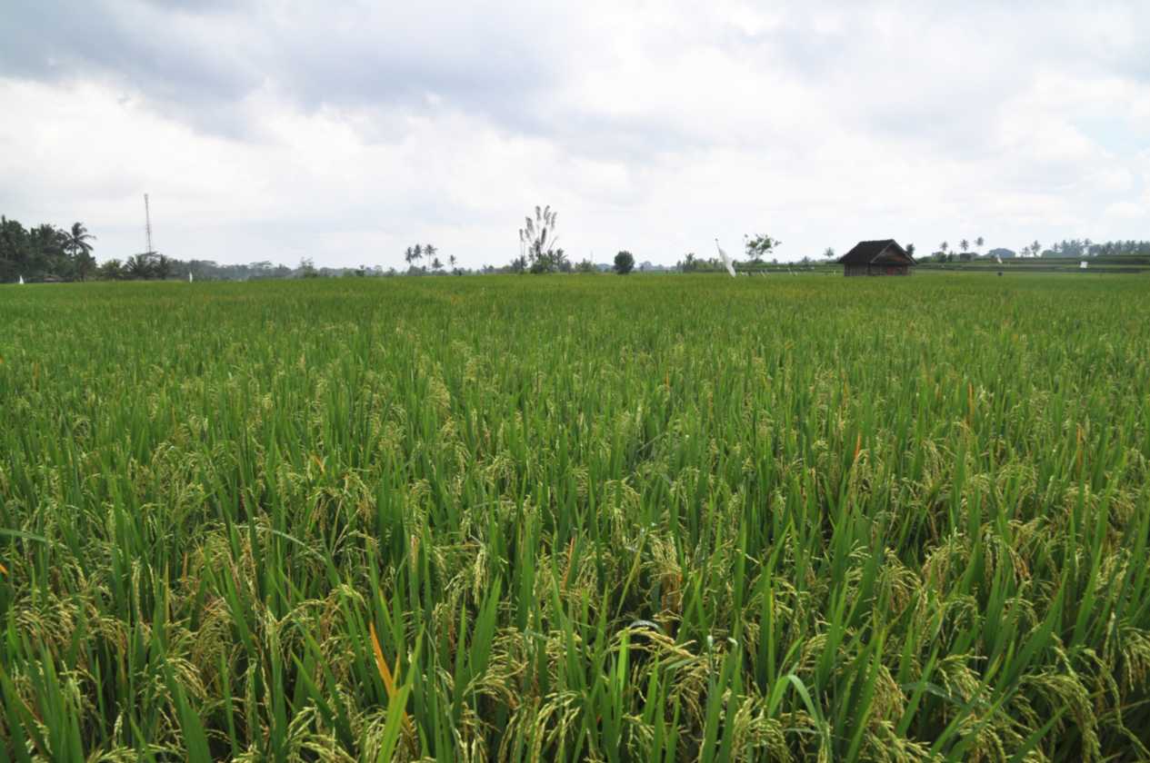 11 indo2010-084