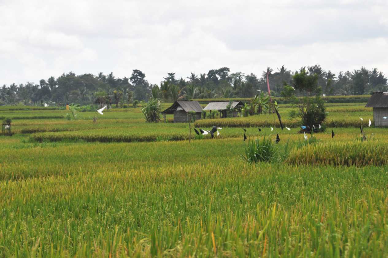 11 indo2010-087