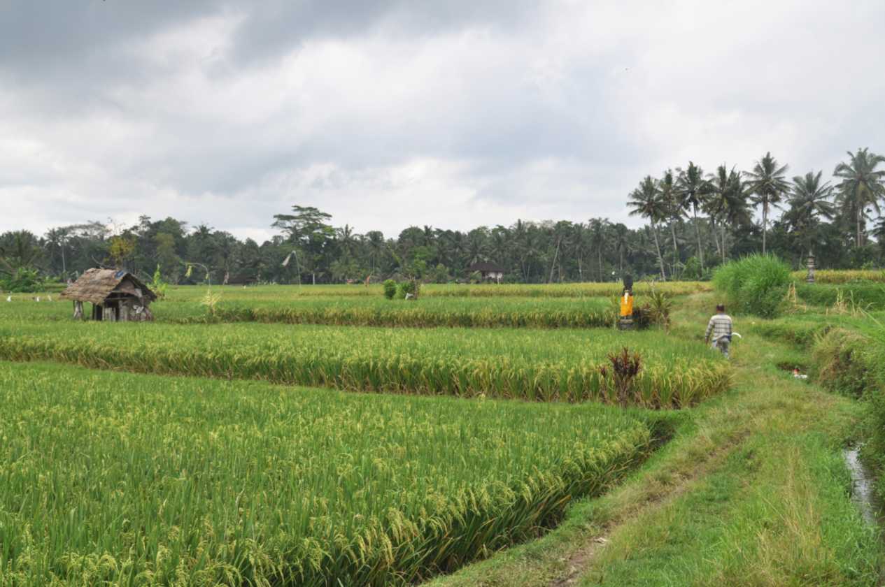 11 indo2010-089