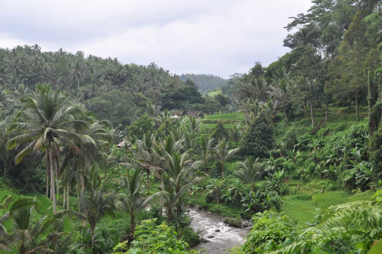11 indo2010-103