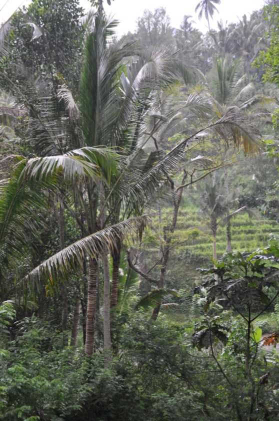 11 indo2010-120