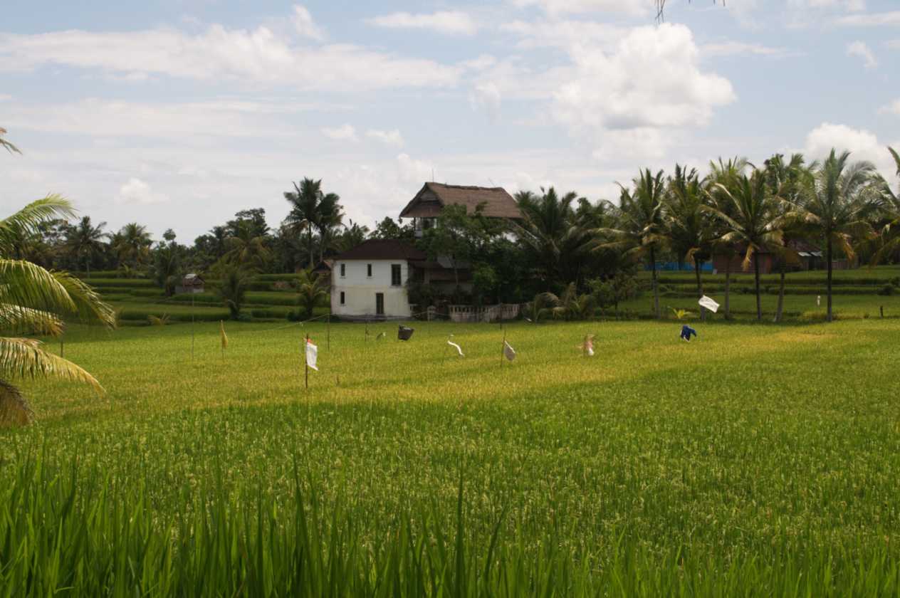 11 indo2010-135