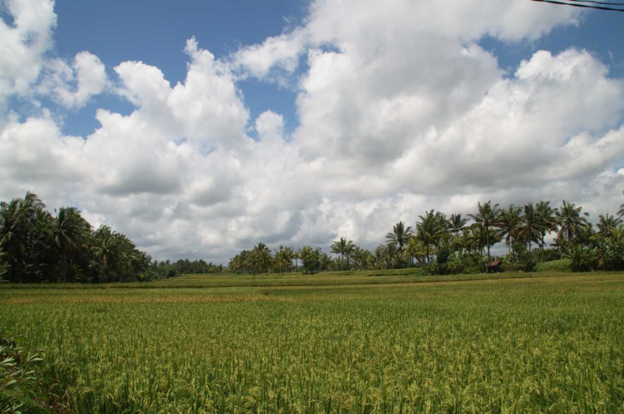 11 indo2010-139