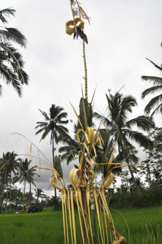 12 indo2010-29