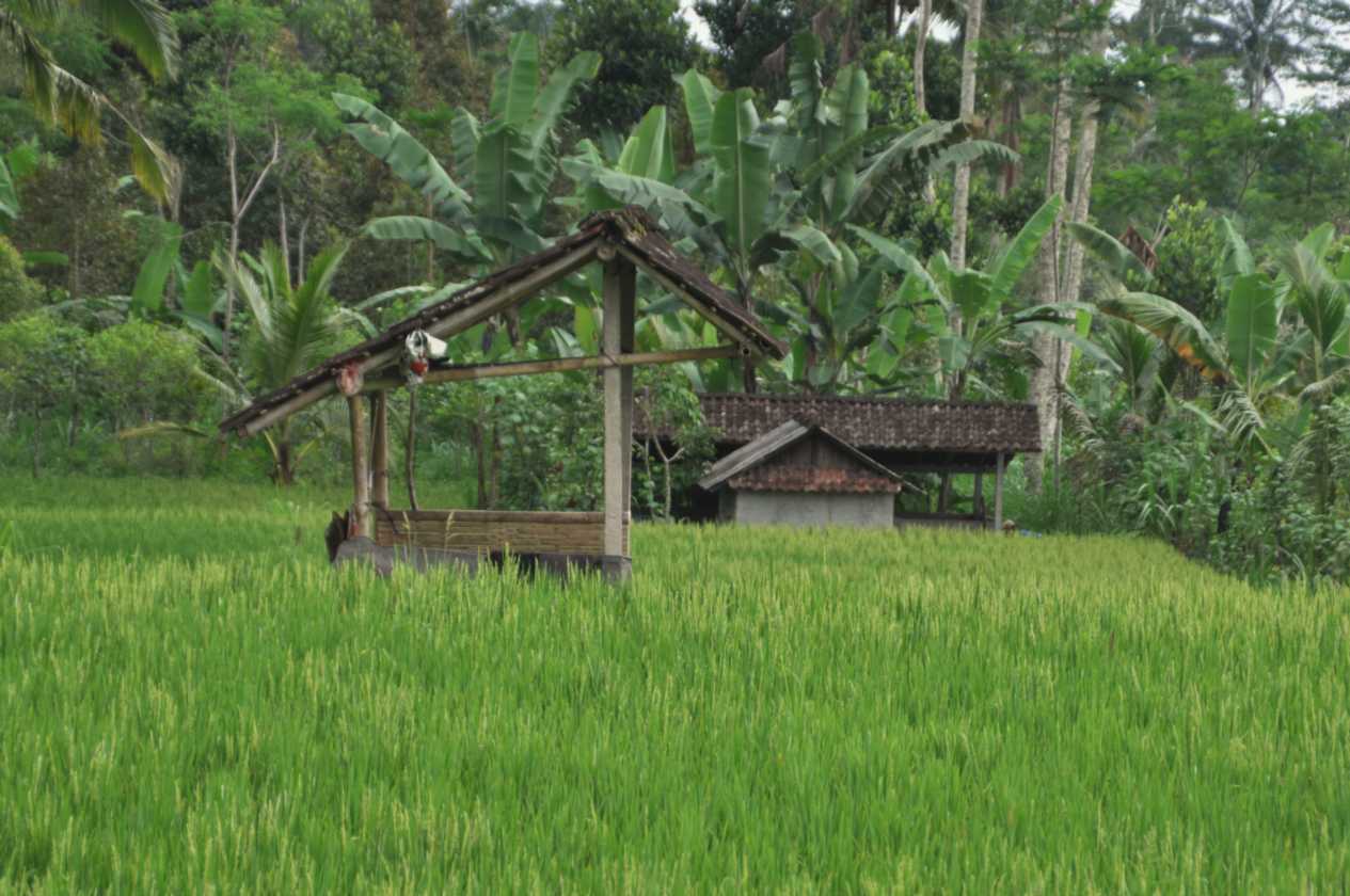 12 indo2010-31