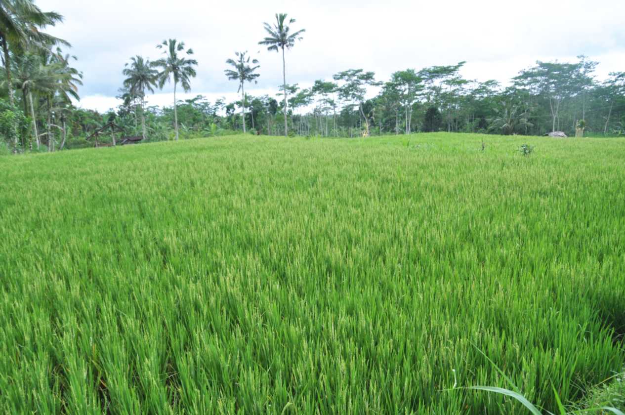 12 indo2010-32