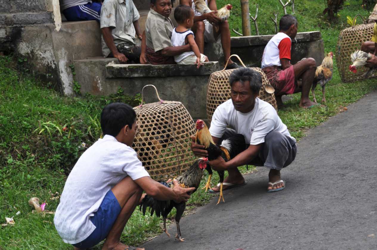 12 indo2010-66