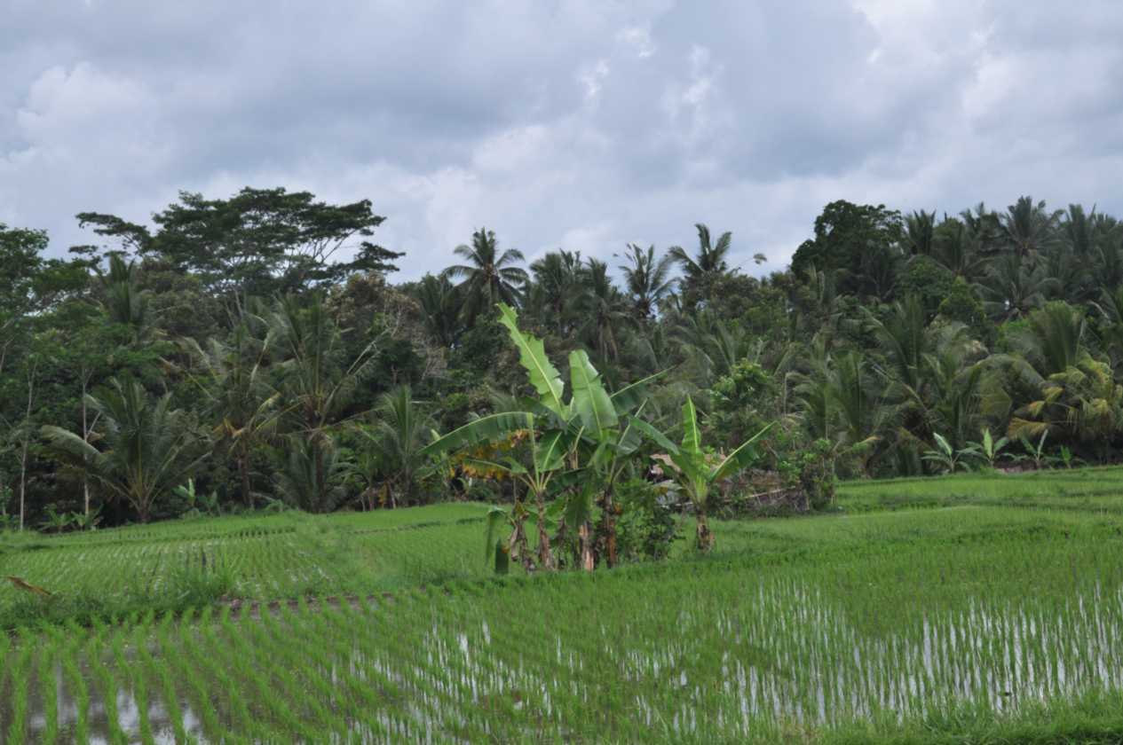 12 indo2010-73