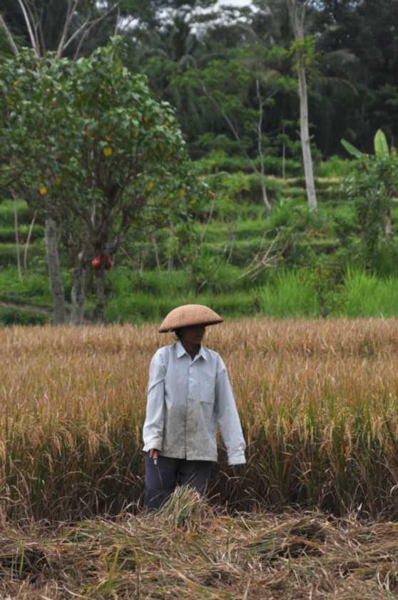 12 indo2010-75