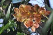 01 indo2010-78