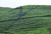 03 indo2010-51