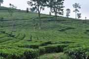 03 indo2010-52