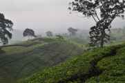 03 indo2010-57