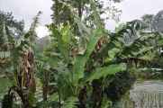 03 indo2010-83
